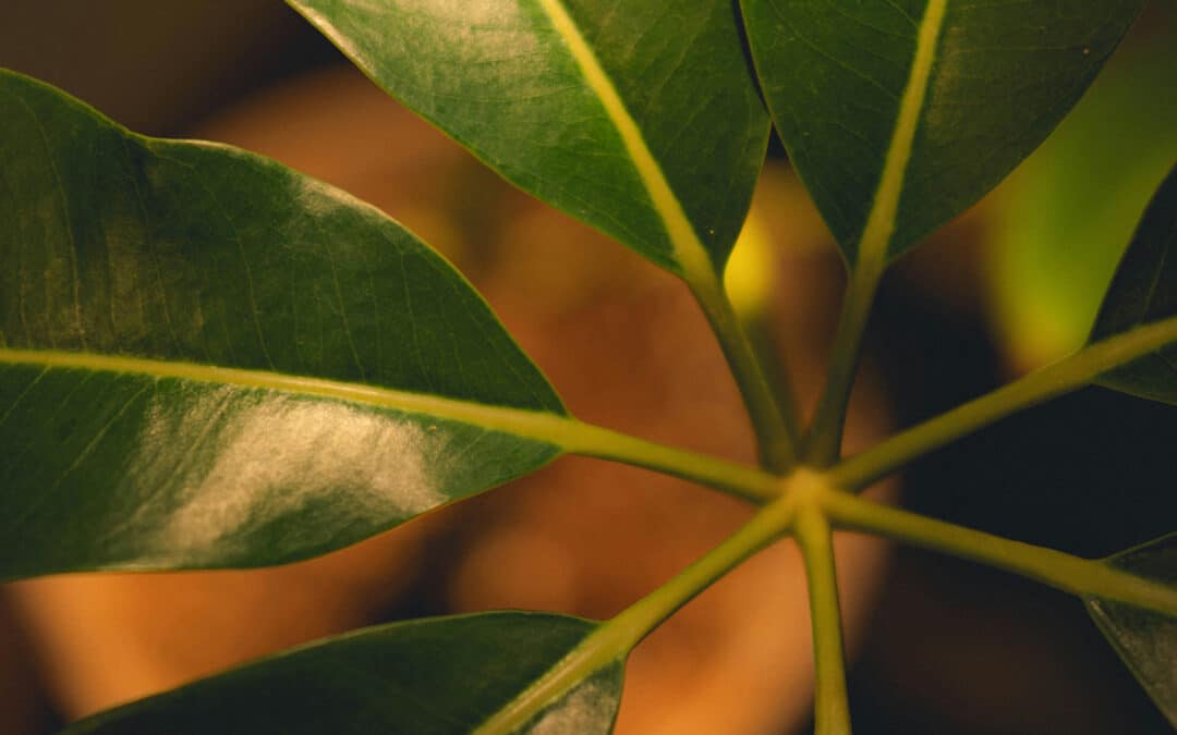 From Solvent to System: The Value of a Complete Carbon Capture Package